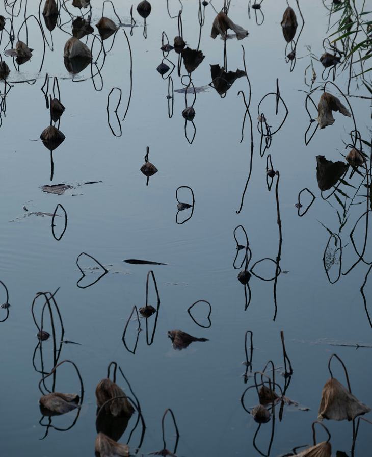 胡廷楣：一枝枯荷